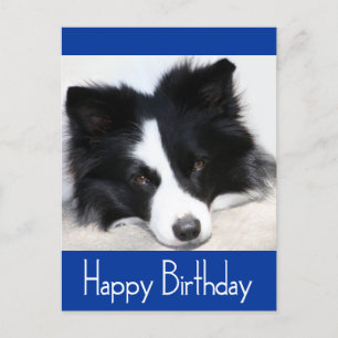 Happy Birthday Border Collie Puppy Dog Post Card Briefkaart