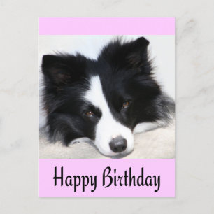 Happy Birthday Border Collie Puppy Dog Post Card Briefkaart