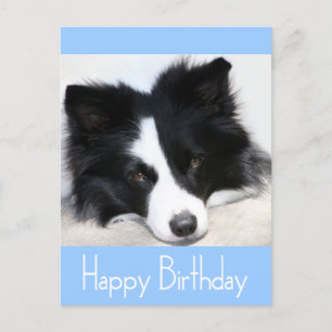 Happy Birthday Border Collie Puppy Dog Post Card Briefkaart