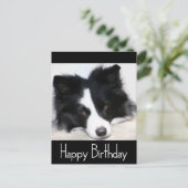 Happy Birthday Border Collie Puppy Dog Post Kaart (Staand voorkant)