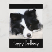 Happy Birthday Border Collie Puppy Dog Post Kaart (Voorkant)