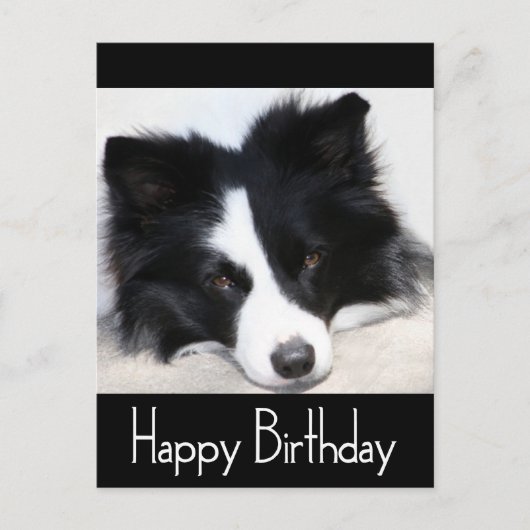 Happy Birthday Border Collie Puppy Dog Post Kaart (Voorkant)