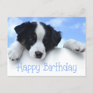 Happy Birthday Border Collie Puppy Dog Post Kaart