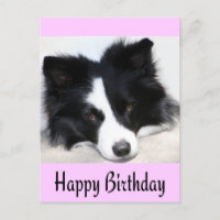 Happy Birthday Border Collie Puppy Dog Post Kaart