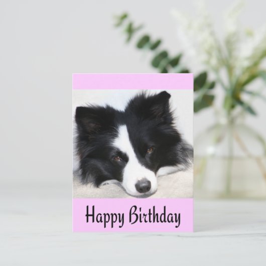 Happy Birthday Border Collie Puppy Dog Post Kaart (Staand voorkant)