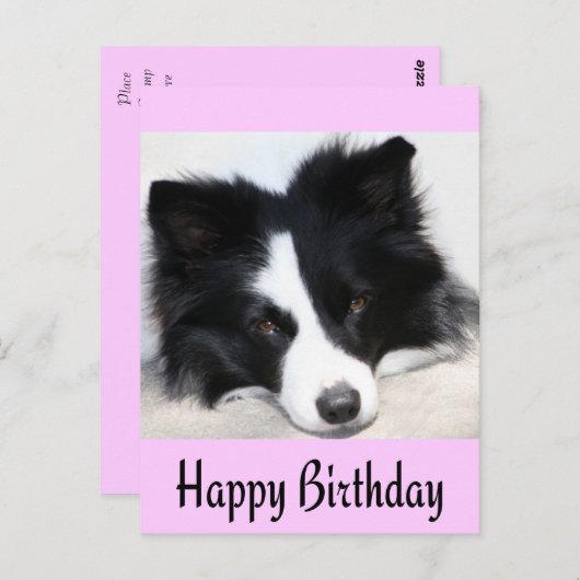 Happy Birthday Border Collie Puppy Dog Post Kaart (Voorkant / Achterkant)