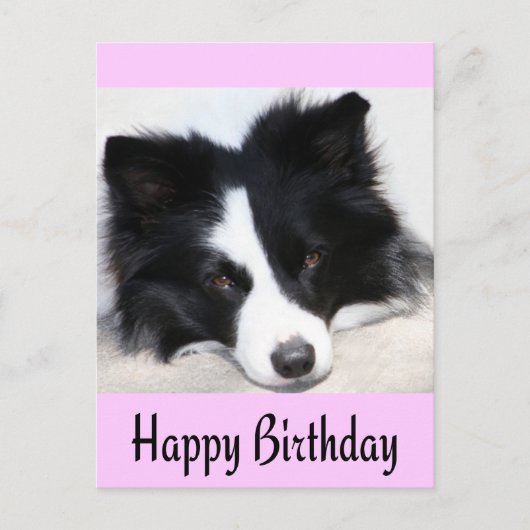 Happy Birthday Border Collie Puppy Dog Post Kaart (Voorkant)