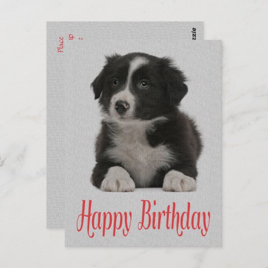 Happy Birthday Border Collie Puppy Dog Post Kaart (Voorkant / Achterkant)