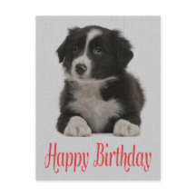 Happy Birthday Border Collie Puppy Dog Post Kaart