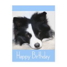 Happy Birthday Border Collie Puppy Dog Post Kaart