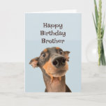 Happy Birthday Brother Funny Dog Humor Kaart<br><div class="desc">Happy Birthday Brother we hebben veel meegemaakt en het meeste was jouw schuld. Een leuke getraumatiseerde hond.</div>