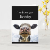 Happy Birthday Cake Sniffing Koe Fun Humor Kaart (Gele Bloem)