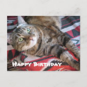 Happy Birthday Cat Briefkaart (Voorkant)