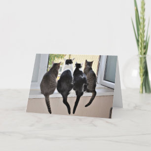 Happy Birthday Cat Lover Card Kaart