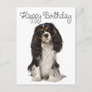 Happy Birthday Cavalier King Charles Spaniel Briefkaart