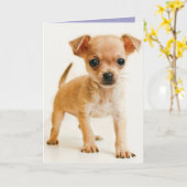 Happy Birthday Chihuahua Puppy Dog Wenskaart Kaart (Gele Bloem)