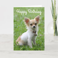 Happy Birthday Chihuahua Puppy Dog Wenskaart