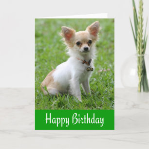Happy Birthday Chihuahua Puppy Groen Wenskaart Kaart