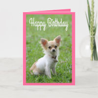 Happy Birthday Chihuahua Puppy Pink Wenskaart