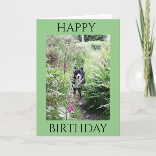 'Happy Birthday' Collie en Foxhandschoenen Quality Kaart (Voorkant)