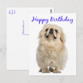 Happy Birthday Cream Pekingese Puppy Dog Blue Briefkaart (Voorkant / Achterkant)