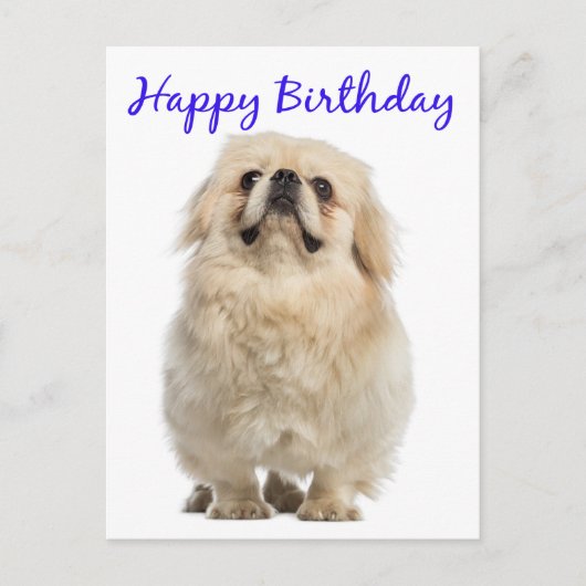Happy Birthday Cream Pekingese Puppy Dog Blue Briefkaart (Voorkant)