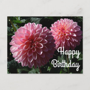 Happy Birthday Dahlia Valley Porcupine #1 Briefkaa Briefkaart