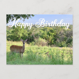 Happy Birthday Deer Fotografie Mooie Natuur Briefkaart