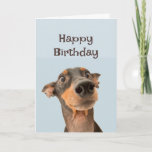 Happy Birthday Friend Funny Dog Oude Man Kaart<br><div class="desc">Happy Birthday Grumpy Old Man schattige getraumatiseerde blik hond</div>