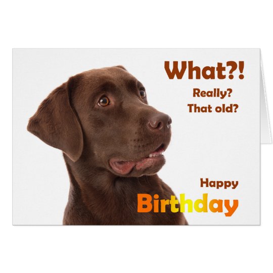 Happy Birthday fun card with Labrador dog Briefkaarten 0