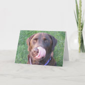 Happy Birthday FUNNY Chocolate Lab Kaart (Voorkant)