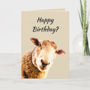 Happy Birthday Funny Sheep Animal Humor Kaart