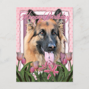 Happy Birthday - German Shepherd - Long Haire Briefkaart