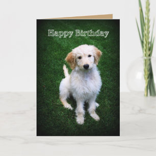 Happy Birthday Golden Doodle Puppy Kaart