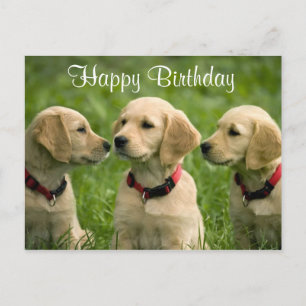 Happy Birthday Golden Retriever Puppies Briefkaart