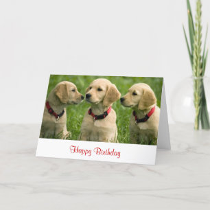 Happy Birthday Golden Retriever Puppies Note Card Kaart