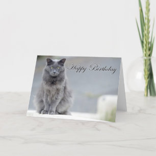 Happy Birthday Grey Cat Kaart