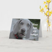 Happy Birthday Hond Humor Kaart (Gele Bloem)