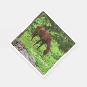 Happy Birthday Horse Servet (Hoek)