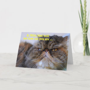 Happy Birthday Humor Calico Perzisch Kat Kaart