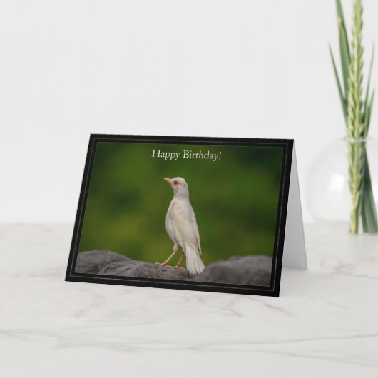 Happy Birthday Kaart Oost-Albino Robin (Voorkant)