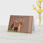 Happy Birthday Kaart White-Tailed Deer Fawn (Gele Bloem)