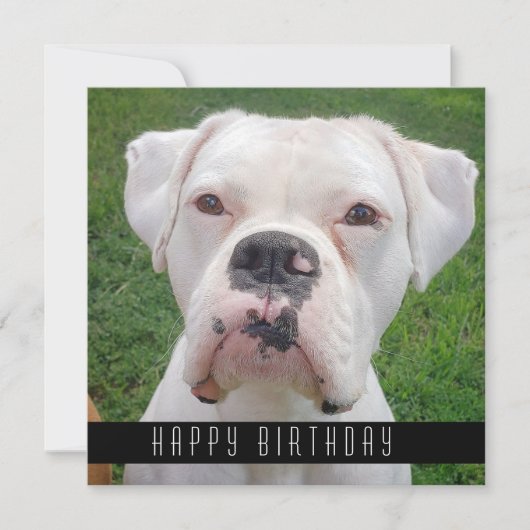 Happy Birthday-kaarten met honden Aankondiging (Voorkant)