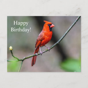 Happy Birthday Kardinaal Briefkaart