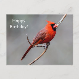 Happy Birthday Kardinaal Briefkaart