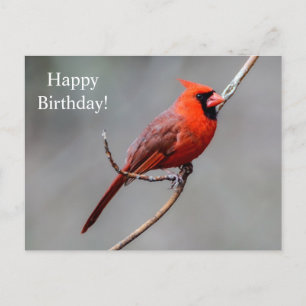 Happy Birthday Kardinaal Briefkaart