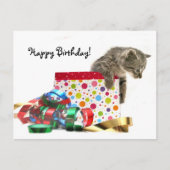 Happy Birthday kitten Briefkaart (Voorkant)