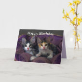 Happy Birthday Kitten Paar in een Paars bed Kaart (Gele Bloem)