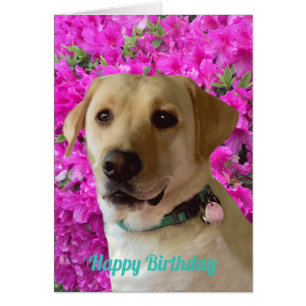 Happy Birthday, Labrador Dog Pink Flower, Schattig