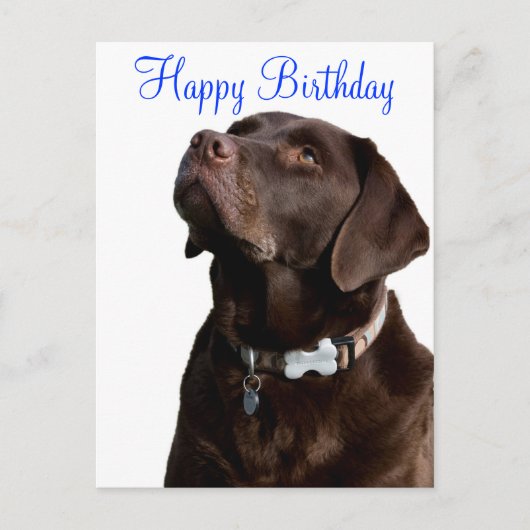 Happy Birthday Labrador Retriever Dog Post Kaart (Voorkant)